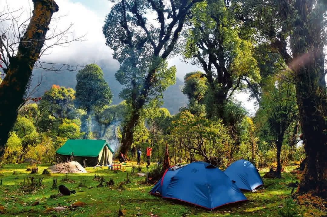 Tents pitched in a forest clearing near the homestay