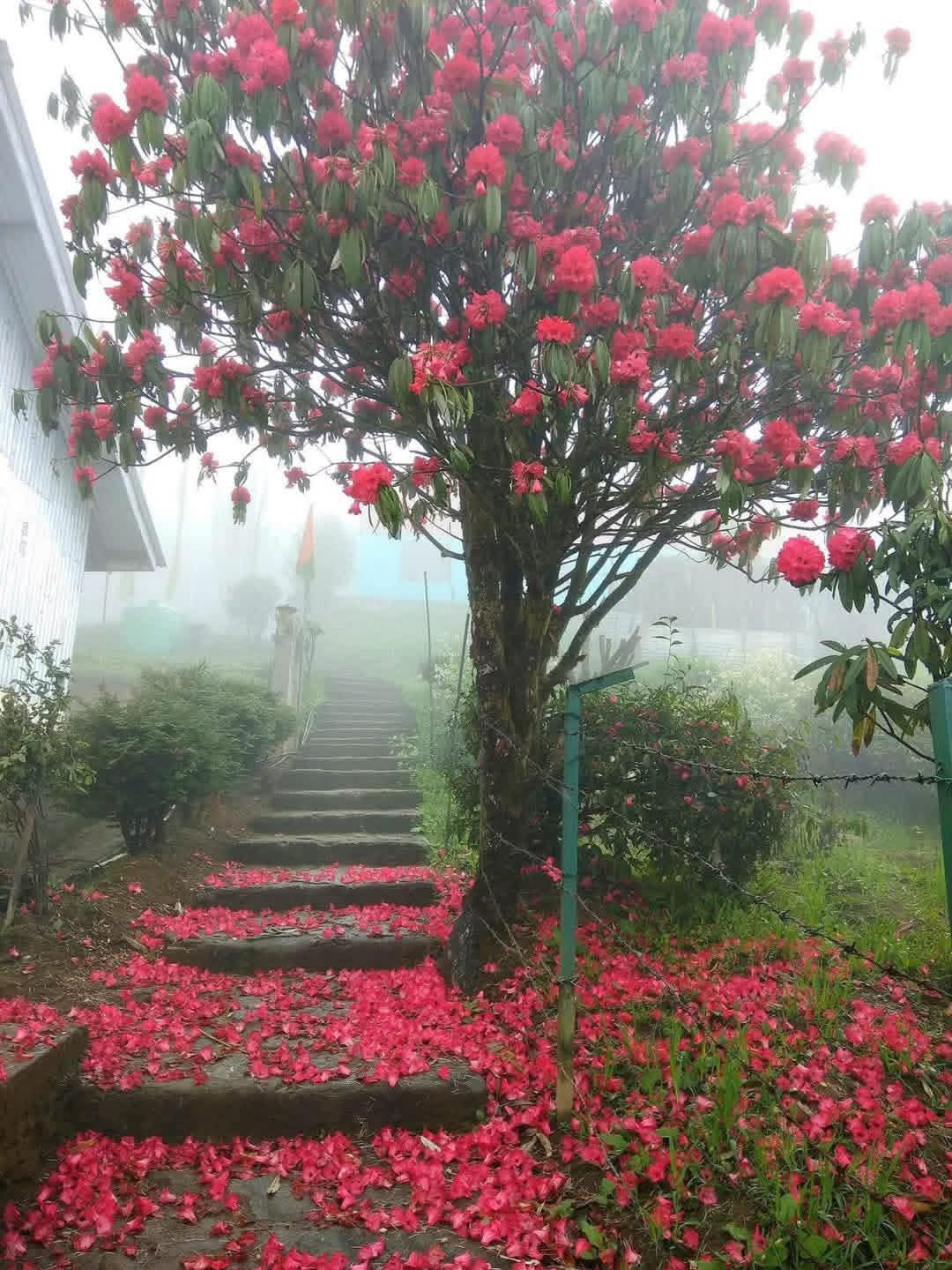 Misty stone steps beneath a blooming rhododendron tree