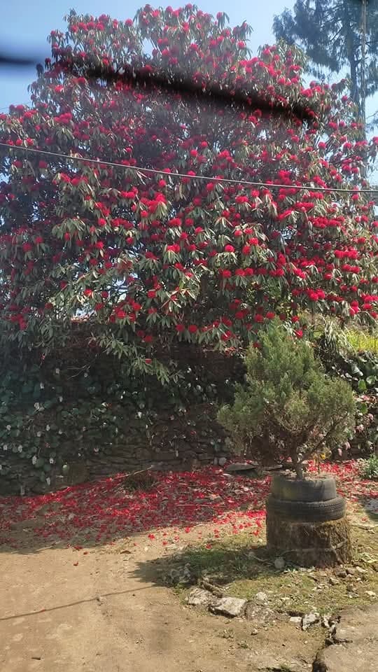 Red rhododendron tree in full bloom