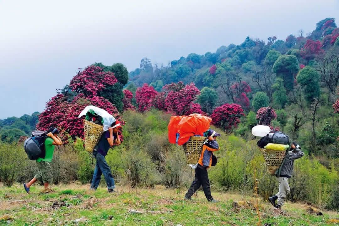 Porters with bamboo baskets trekking past rhododendron hills