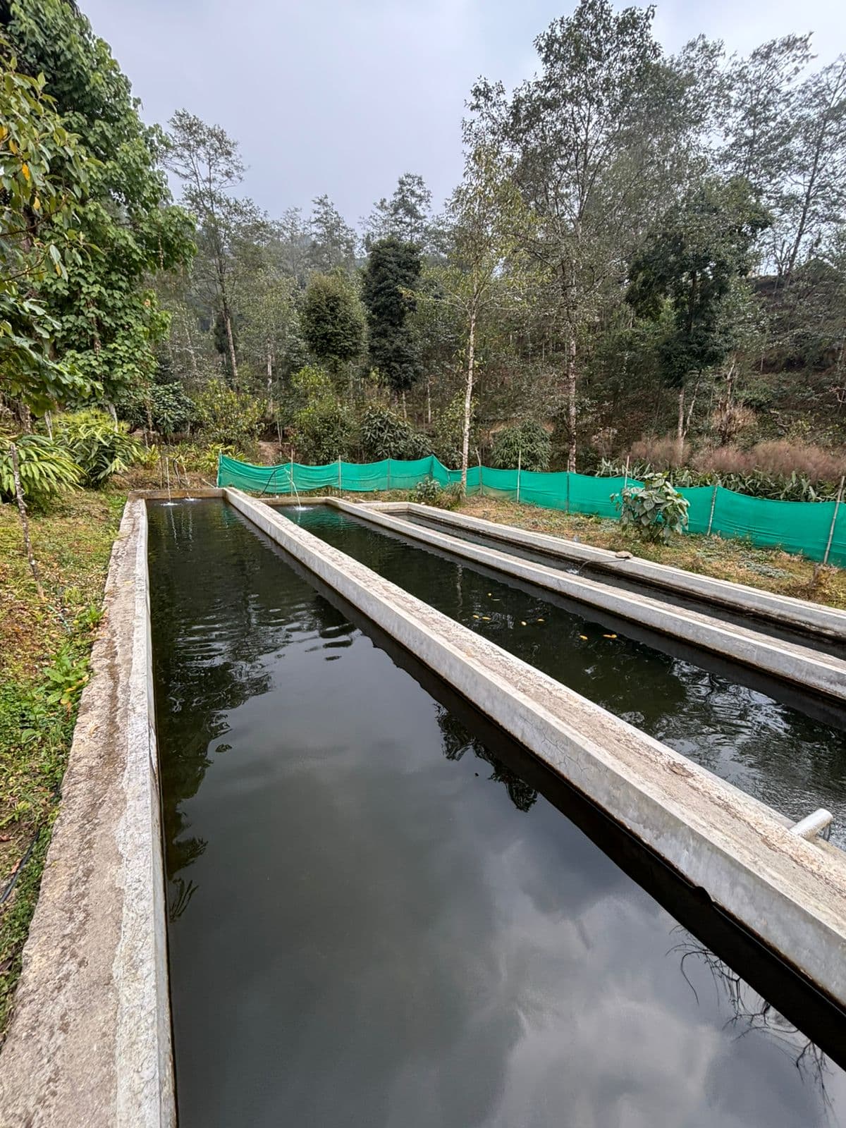 Rectangular trout fish ponds in the forest